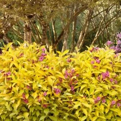 Golden Jackpot® Weigela Shrub -Plant Sales Store Golden jackpot Weigela 3