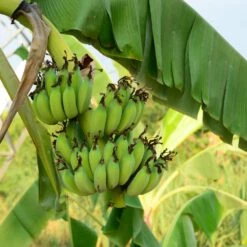 Grand Nain 'Naine' Banana Tree -Plant Sales Store Grand Naine Nain Banana 3 FGT