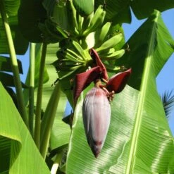 Grand Nain 'Naine' Banana Tree -Plant Sales Store Grand Naine Nain Banana 6