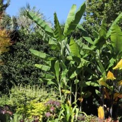 Grand Nain 'Naine' Banana Tree -Plant Sales Store Grand Naine Nain Banana 7 FGT
