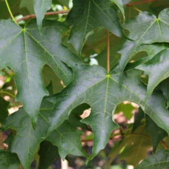 Green Mountain Sugar Maple Tree -Plant Sales Store Green Mountain Sugar Maple 3
