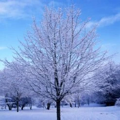 Green Mountain Sugar Maple Tree -Plant Sales Store Green Mountain Sugar Maple 5