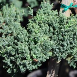 Green Mound Juniper Topiary -Plant Sales Store Green Mound JUniper 3 FGT 95b457e9 9712 4329 b324 05ec99fb2809