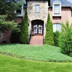 Green Mound Juniper 7 Green Mound Juniper -Plant Sales Store Green Mound Juniper 4