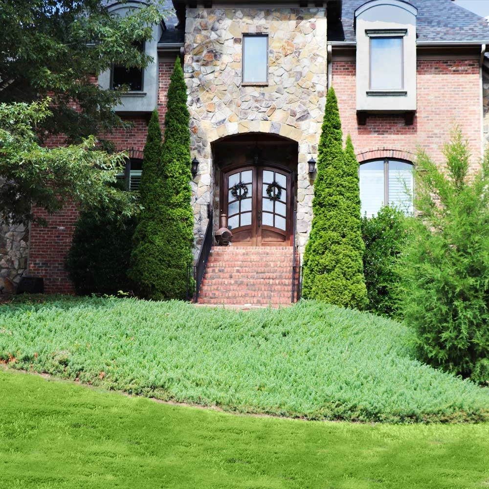 Green Mound Juniper 4 Green Mound Juniper - Image 4