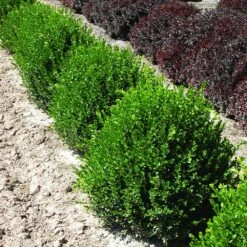 Green Velvet Boxwood Shrub 10 Green Velvet Boxwood Shrub -Plant Sales Store Green Velvet Boxwood 2