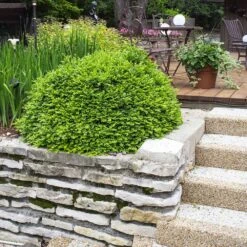 Green Velvet Boxwood Shrub 9 Green Velvet Boxwood Shrub -Plant Sales Store Green Velvet Boxwood 4 FGT