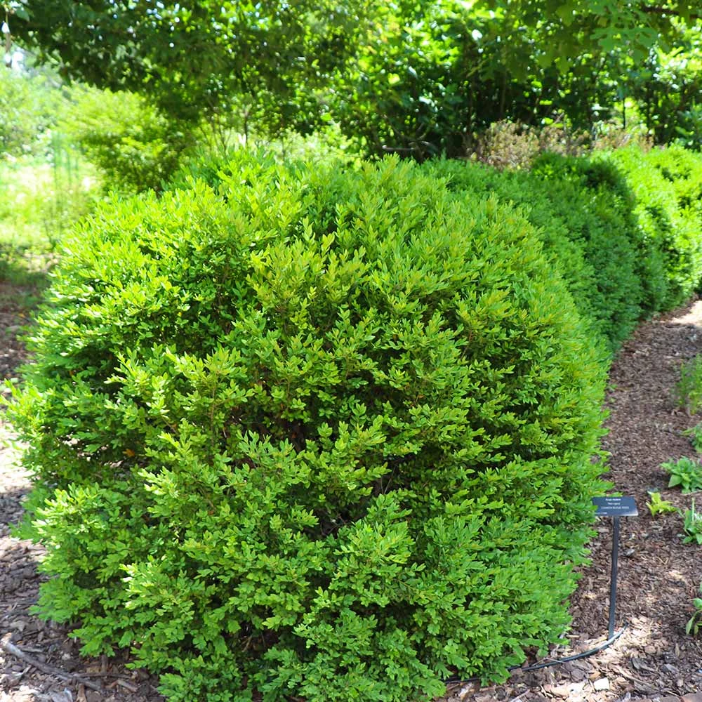 Green Velvet Boxwood Shrub 6 Green Velvet Boxwood Shrub - Image 6