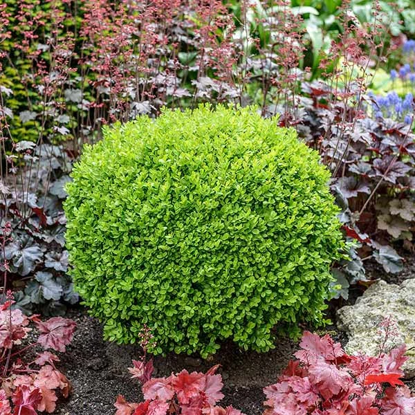 Green Velvet Boxwood Shrub 1 Green Velvet Boxwood Shrub