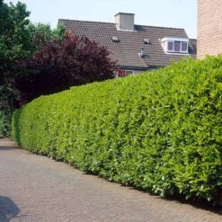 Greenfinity Cherry Laurel -Plant Sales Store Greenfinity Laurel 3 FGT