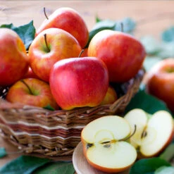 Fuji & Haralson Twisted Apple Tree -Plant Sales Store Harelson