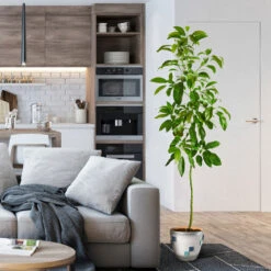 Smoothie Kit 13 Smoothie Kit -Plant Sales Store Hass Avocado 1 FGT