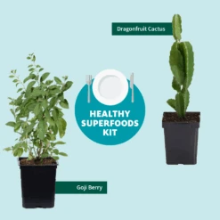 Goji Berry 11 Goji Berry -Plant Sales Store Healthy Superfoods Kit Graphic ceafb56f 8262 49e7 9792 ea28ea2e548e