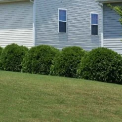 Hetz Midget Thuja Shrub -Plant Sales Store Hetz Midget Thuja 6