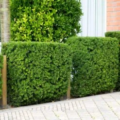 Hicks Yew Tree -Plant Sales Store Hicks Yew 4 FGT