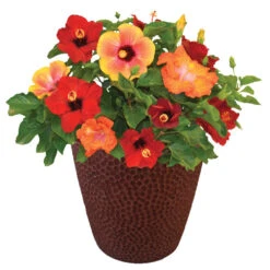 Bloom Bash® Hollywood® Hibiscus -Plant Sales Store Hollywood Hibiscu BLoom Bash 1
