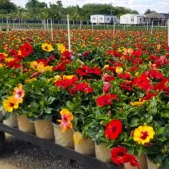 Bloom Bash® Hollywood® Hibiscus -Plant Sales Store Hollywood Hibiscu BLoom Bash 4