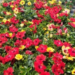 Bloom Bash® Hollywood® Hibiscus -Plant Sales Store Hollywood Hibiscu BLoom Bash 5