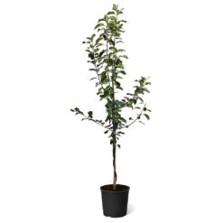 Plant Sales Store -Plant Sales Store Honeycrisp Cortland Twisted Apple Tree