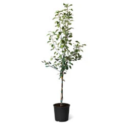Plant Sales Store -Plant Sales Store Honeycrisp Sweet Sixteen Twisted Apple Tree