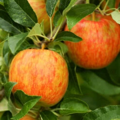 Honeycrisp™ & Sweet Sixteen Twisted Apple Tree -Plant Sales Store Honeycrisp Apple 1 FGT efb35668 b4ca 45ab bd02 64faf523a0bc