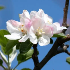 Apple Pollinator Pack -Plant Sales Store Honeycrisp Apple 2 BB