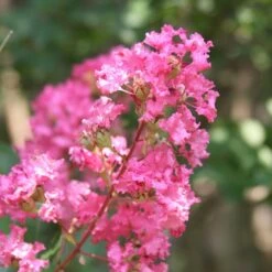 Hopi Crape Myrtle -Plant Sales Store Hopi Crape Myrtle 1