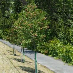 Hot Wings® Maple Tree -Plant Sales Store Hot Wings Tartarian Maple 1