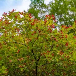 Hot Wings® Maple Tree -Plant Sales Store Hot Wings Tartarian Maple 3