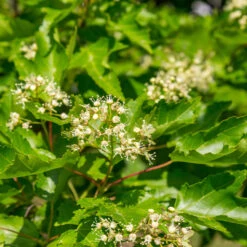 Hot Wings® Maple Tree -Plant Sales Store Hot Wings Tartarian Maple 5