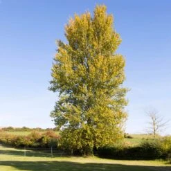 Superior Hybrid Poplar Tree -Plant Sales Store Hybrid Poplar 3