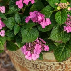 Endless Summer® Pop Star® Bigleaf Hydrangea -Plant Sales Store Hydrangea Pop Star 1
