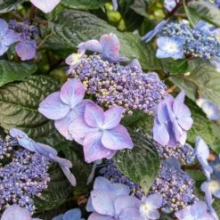 Endless Summer® Pop Star® Bigleaf Hydrangea -Plant Sales Store Hydrangea Pop Star 2