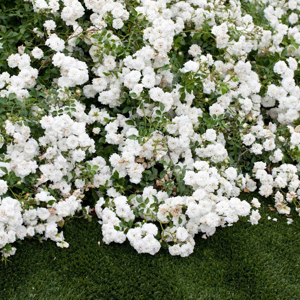 Icy Drift® Rose 2 Icy Drift® Rose - Image 2