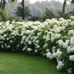 Incrediball® Hydrangea Shrub -Plant Sales Store Incrediball Hydrangea 1 FGT