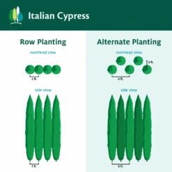 Italian Cypress -Plant Sales Store ItalianCypress