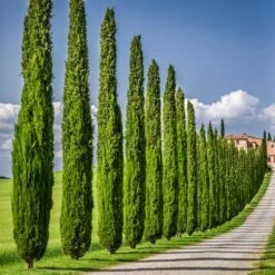 Italian Cypress -Plant Sales Store Italian Cypress 6 FGT