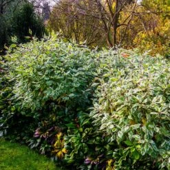 Ivory Halo Dogwood Shrub -Plant Sales Store Ivory Halo Dogwood 2