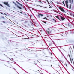 Ivory Halo Dogwood Shrub -Plant Sales Store Ivory Halo Dogwood 4