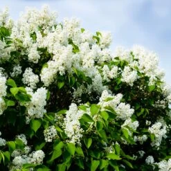 Ivory Silk Japanese Lilac Tree -Plant Sales Store Ivory Silk Lilac 1