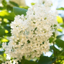 Ivory Silk Japanese Lilac Tree -Plant Sales Store Ivory Silk Lilac 4