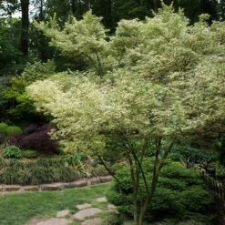 Butterfly Japanese Maple Tree -Plant Sales Store Japanese Maple BUtterfly 1