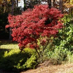 Red Japanese Maple Tree -Plant Sales Store Japanese Maple Red 3