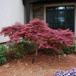 Red Dragon Japanese Maple Tree -Plant Sales Store Japanese Maple Red Dragon 2 FGT