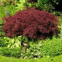 Red Dragon Japanese Maple Tree -Plant Sales Store Japanese Maple Red Dragon 3 FGT