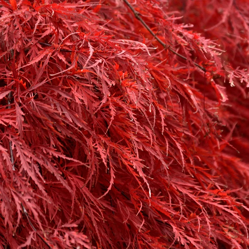 Tamukeyama Japanese Maple Tree 3 Tamukeyama Japanese Maple Tree - Image 3