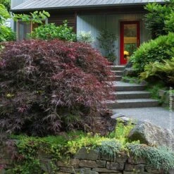 Tamukeyama Japanese Maple Tree