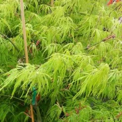 Weeping Japanese Maple 'Viridis' Tree 9 Weeping Japanese Maple 'Viridis' Tree -Plant Sales Store Japanese Maple Viridis 2