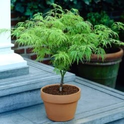 Weeping Japanese Maple 'Viridis' Tree 11 Weeping Japanese Maple 'Viridis' Tree -Plant Sales Store Japanese Maple Viridis 4