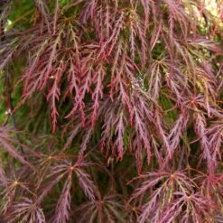 Red Select Japanese Maple Tree -Plant Sales Store Japanese Red Select 3